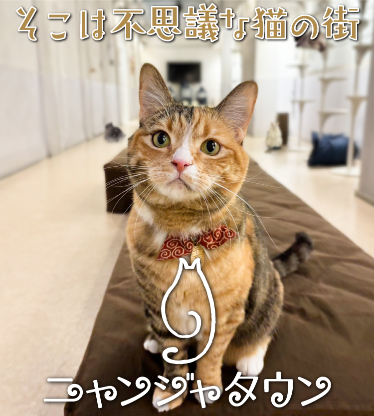 そこは不思議な猫の街「ニャンジャタウン」