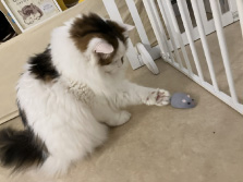 ねずみラジコン